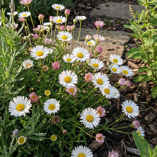 BLOOMIQUE - Lot de 3 - Erigeron karvinskianus - Vergerette des murailles - H. 10-20 cm - P. 9 cm - large