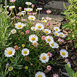 BLOOMIQUE - Lot de 3 - Erigeron karvinskianus - Vergerette des murailles - H. 10-20 cm - P. 9 cm - vignette