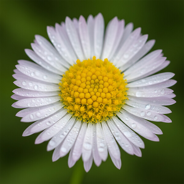 BLOOMIQUE - Lot de 3 - Erigeron karvinskianus - Vergerette des murailles - H. 10-20 cm - P. 9 cm - large