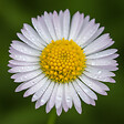 BLOOMIQUE - Lot de 3 - Erigeron karvinskianus - Vergerette des murailles - H. 10-20 cm - P. 9 cm - vignette