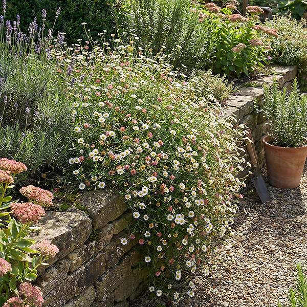 BLOOMIQUE - Lot de 3 - Erigeron karvinskianus - Vergerette des murailles - H. 10-20 cm - P. 9 cm - large