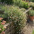 BLOOMIQUE - Lot de 3 - Erigeron karvinskianus - Vergerette des murailles - H. 10-20 cm - P. 9 cm - vignette