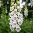 BLOOMIQUE - Lot de 3 - Digitalis Purp. Dalmatian White - Digitale - Floraison abondante - H. 10-20 cm - P. 9 cm - vignette