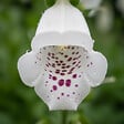 BLOOMIQUE - Lot de 3 - Digitalis Purp. Dalmatian White - Digitale - Floraison abondante - H. 10-20 cm - P. 9 cm - vignette