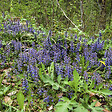 BLOOMIQUE - Lot de 3 - Ajuga reptans - Bugle rampante rampante - Floraison abondante - H. 10-20 cm - P. 9 cm - vignette