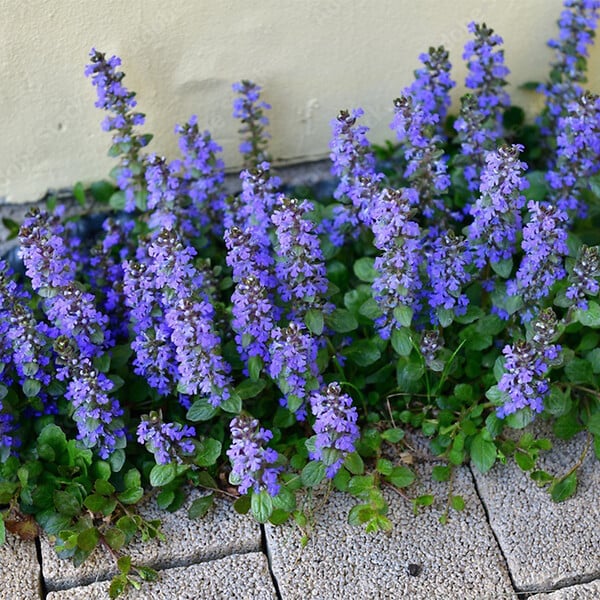BLOOMIQUE - Lot de 3 - Ajuga reptans - Bugle rampante rampante - Floraison abondante - H. 10-20 cm - P. 9 cm - large