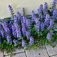 BLOOMIQUE - Lot de 3 - Ajuga reptans - Bugle rampante rampante - Floraison abondante - H. 10-20 cm - P. 9 cm - vignette