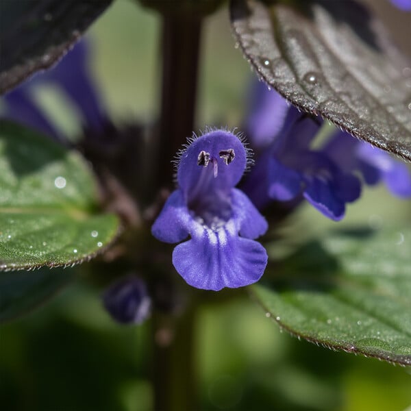 BLOOMIQUE - Lot de 3 - Ajuga reptans - Bugle rampante rampante - Floraison abondante - H. 10-20 cm - P. 9 cm - large