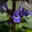 BLOOMIQUE - Lot de 3 - Ajuga reptans - Bugle rampante rampante - Floraison abondante - H. 10-20 cm - P. 9 cm - vignette