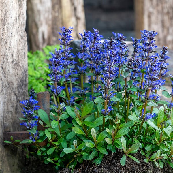 BLOOMIQUE - Lot de 3 - Ajuga reptans - Bugle rampante rampante - Floraison abondante - H. 10-20 cm - P. 9 cm - large