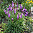 BLOOMIQUE - Lot de 3 - Liatris spicata 'Kobold' - Liatris en épi - Rustique - Vivace - H. 10-20 cm - P. 9 cm - vignette