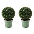 BLOOMIQUE - Lot de 2 - Ilex Crenata Jenny - Houx japonais - Feuillage Persistant - Rustique - P. 17 cm - vignette
