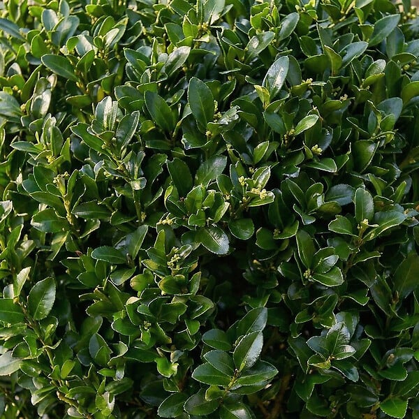 BLOOMIQUE - Lot de 2 - Ilex Crenata Jenny - Houx japonais - Feuillage Persistant - Rustique - P. 17 cm - large