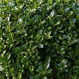 BLOOMIQUE - Lot de 2 - Ilex Crenata Jenny - Houx japonais - Feuillage Persistant - Rustique - P. 17 cm - vignette