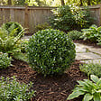 BLOOMIQUE - Lot de 2 - Ilex Crenata Jenny - Houx japonais - Feuillage Persistant - Rustique - P. 17 cm - vignette