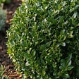 BLOOMIQUE - Lot de 2 - Ilex Crenata Jenny - Houx japonais - Feuillage Persistant - Rustique - P. 17 cm - vignette