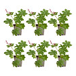 BLOOMIQUE - Lot de 6 - Géranium macrorrhizum ‘Spessart’ - Géranium couvre-sol - H. 10-20 cm - P. 9 cm - vignette