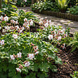 BLOOMIQUE - Lot de 6 - Géranium macrorrhizum ‘Spessart’ - Géranium couvre-sol - H. 10-20 cm - P. 9 cm - vignette
