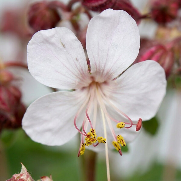 BLOOMIQUE - Lot de 6 - Géranium macrorrhizum ‘Spessart’ - Géranium couvre-sol - H. 10-20 cm - P. 9 cm - large