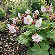 BLOOMIQUE - Lot de 6 - Géranium macrorrhizum ‘Spessart’ - Géranium couvre-sol - H. 10-20 cm - P. 9 cm - vignette