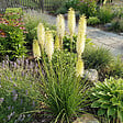 BLOOMIQUE - Lot de 3 - Kniphofia Little Maid - Tritome - Floraison abondante - Rustique - H. 10-20 cm - P. 9 cm - vignette