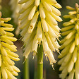 BLOOMIQUE - Lot de 3 - Kniphofia Little Maid - Tritome - Floraison abondante - Rustique - H. 10-20 cm - P. 9 cm - vignette