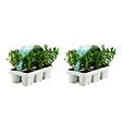 BLOOMIQUE - Lot de 2 - Ilex crenata Jenny - Houx japonais - Feuillage Persistant - Rustique - H. 10-20 cm - vignette