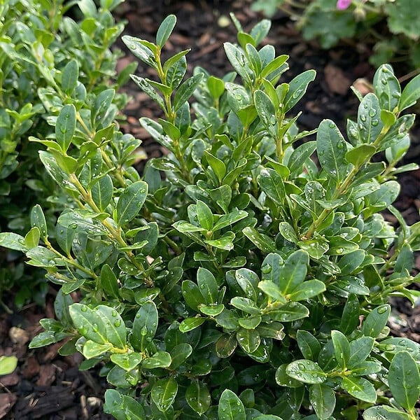 BLOOMIQUE - Lot de 2 - Ilex crenata Jenny - Houx japonais - Feuillage Persistant - Rustique - H. 10-20 cm - large