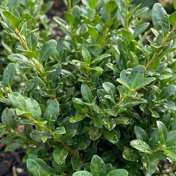 BLOOMIQUE - Lot de 2 - Ilex crenata Jenny - Houx japonais - Feuillage Persistant - Rustique - H. 10-20 cm - large