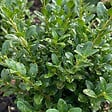 BLOOMIQUE - Lot de 2 - Ilex crenata Jenny - Houx japonais - Feuillage Persistant - Rustique - H. 10-20 cm - vignette