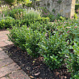 BLOOMIQUE - Lot de 2 - Ilex crenata Jenny - Houx japonais - Feuillage Persistant - Rustique - H. 10-20 cm - vignette