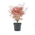 BLOOMIQUE - Acer palmatum Taylor - Érable du Japon - Plante de Jardin - Rustique - Hauteur 50-70 cm - Pot 19 cm - vignette