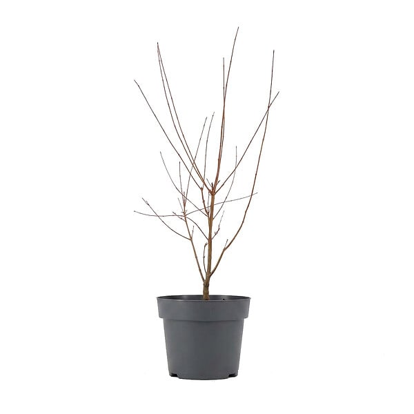 BLOOMIQUE - Acer palmatum Taylor - Érable du Japon - Plante de Jardin - Rustique - Hauteur 50-70 cm - Pot 19 cm - large