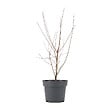 BLOOMIQUE - Acer palmatum Taylor - Érable du Japon - Plante de Jardin - Rustique - Hauteur 50-70 cm - Pot 19 cm - vignette