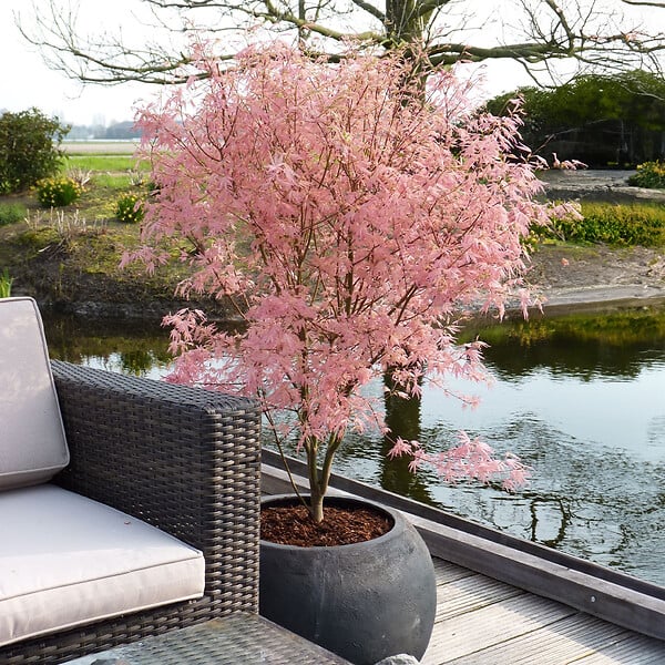 BLOOMIQUE - Acer palmatum Taylor - Érable du Japon - Plante de Jardin - Rustique - Hauteur 50-70 cm - Pot 19 cm - large