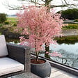 BLOOMIQUE - Acer palmatum Taylor - Érable du Japon - Plante de Jardin - Rustique - Hauteur 50-70 cm - Pot 19 cm - vignette