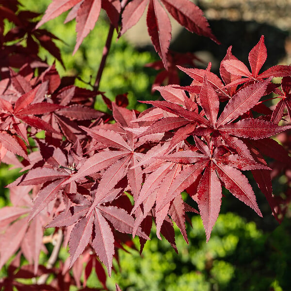 BLOOMIQUE - Acer palmatum Taylor - Érable du Japon - Plante de Jardin - Rustique - Hauteur 50-70 cm - Pot 19 cm - large