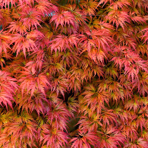 BLOOMIQUE - Acer palmatum Taylor - Érable du Japon - Plante de Jardin - Rustique - Hauteur 50-70 cm - Pot 19 cm - large
