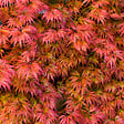 BLOOMIQUE - Acer palmatum Taylor - Érable du Japon - Plante de Jardin - Rustique - Hauteur 50-70 cm - Pot 19 cm - vignette