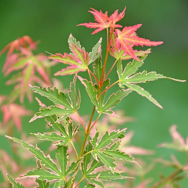 BLOOMIQUE - Acer palmatum Taylor - Érable du Japon - Plante de Jardin - Rustique - Hauteur 50-70 cm - Pot 19 cm - large