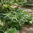 BLOOMIQUE - Lot de 3 - Dicentra Spectabilis Alba - Cœur saignant blanc - H. 10-20 cm - P. 9 cm - vignette