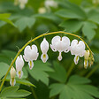 BLOOMIQUE - Lot de 3 - Dicentra Spectabilis Alba - Cœur saignant blanc - H. 10-20 cm - P. 9 cm - vignette