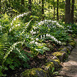 BLOOMIQUE - Lot de 3 - Dicentra Spectabilis Alba - Cœur saignant blanc - H. 10-20 cm - P. 9 cm - vignette