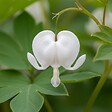 BLOOMIQUE - Lot de 3 - Dicentra Spectabilis Alba - Cœur saignant blanc - H. 10-20 cm - P. 9 cm - vignette