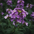 BLOOMIQUE - Lot de 6 - Hesperis Matronalis 'Violet' - Julienne des dames - H. 10-20 cm - P. 9 cm - vignette