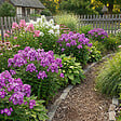 BLOOMIQUE - Lot de 6 - Phlox ‘Laura’ - Rustique - Vivace - Floraison rose-violet - Hauteur 10-20 cm - Pot 9 cm - vignette