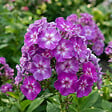 BLOOMIQUE - Lot de 6 - Phlox ‘Laura’ - Rustique - Vivace - Floraison rose-violet - Hauteur 10-20 cm - Pot 9 cm - vignette