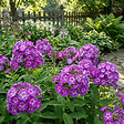 BLOOMIQUE - Lot de 6 - Phlox ‘Laura’ - Rustique - Vivace - Floraison rose-violet - Hauteur 10-20 cm - Pot 9 cm - vignette