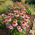 BLOOMIQUE - Lot de 3 - Echinacea purpurea magnus - Échinacée - Floraison abondante - H. 10-20 cm - P. 9 cm - vignette