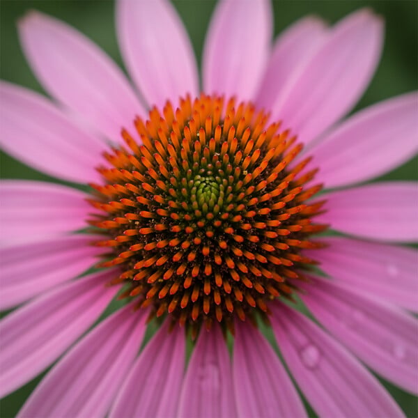 BLOOMIQUE - Lot de 3 - Echinacea purpurea magnus - Échinacée - Floraison abondante - H. 10-20 cm - P. 9 cm - large